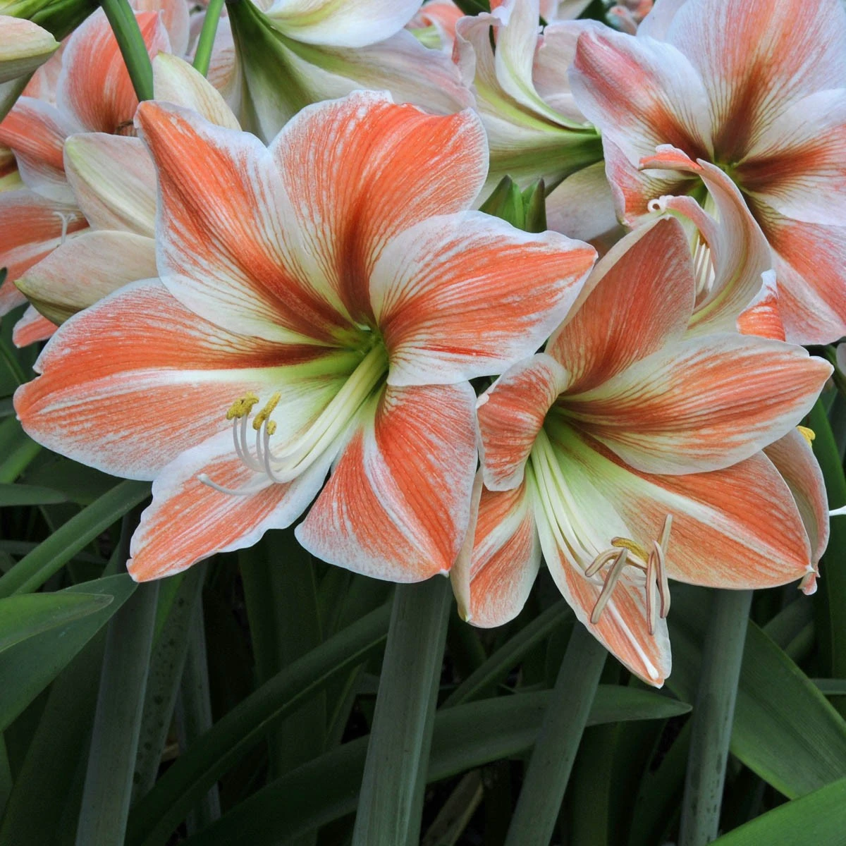 Apricot Parfait Dutch Amaryllis Bulb - 34/36 Cm Bulb - Image 2