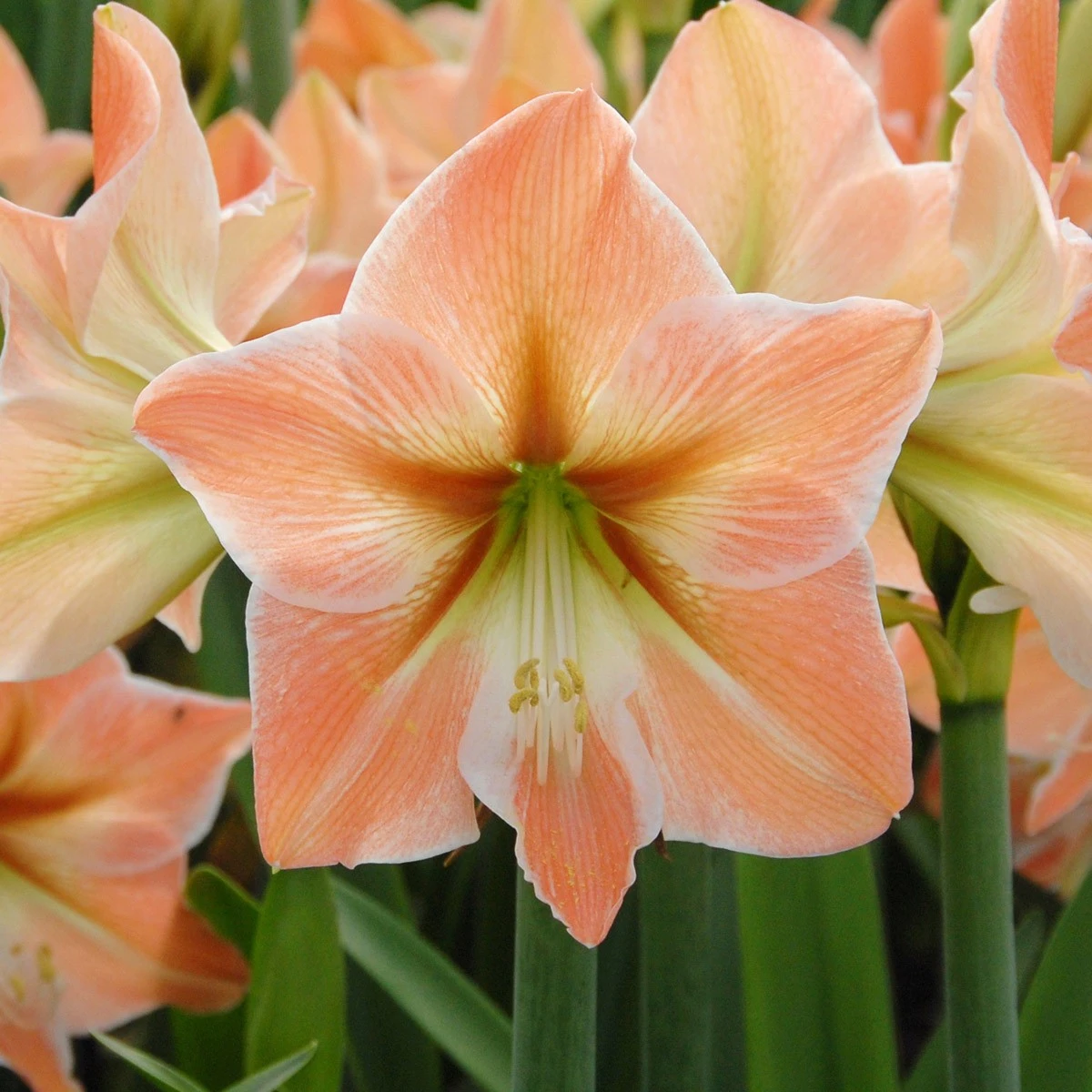 Apricot Parfait Dutch Amaryllis Bulb - 34/36 Cm Bulb - Image 4
