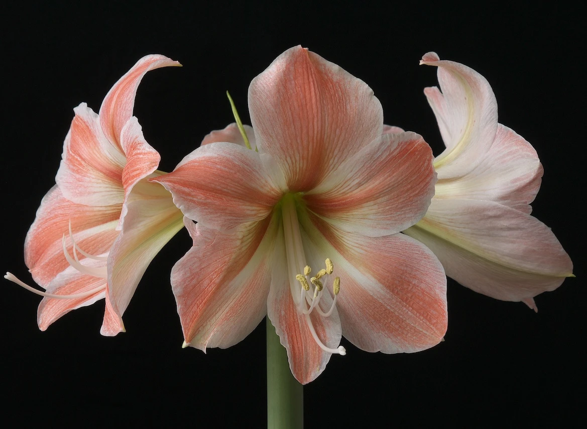 Apricot Parfait Dutch Amaryllis Bulb - 34/36 Cm Bulb