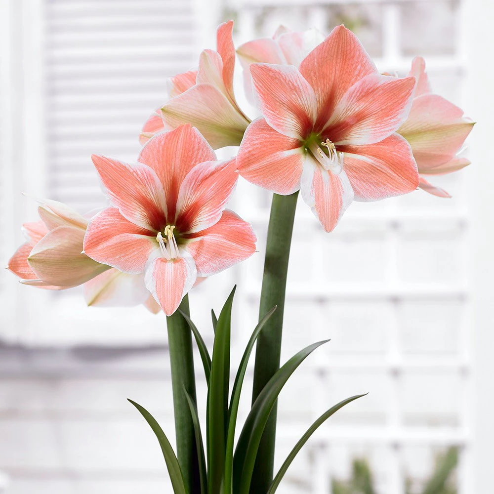 Apricot Parfait Dutch Amaryllis Bulb - 34/36 Cm Bulb - Image 3