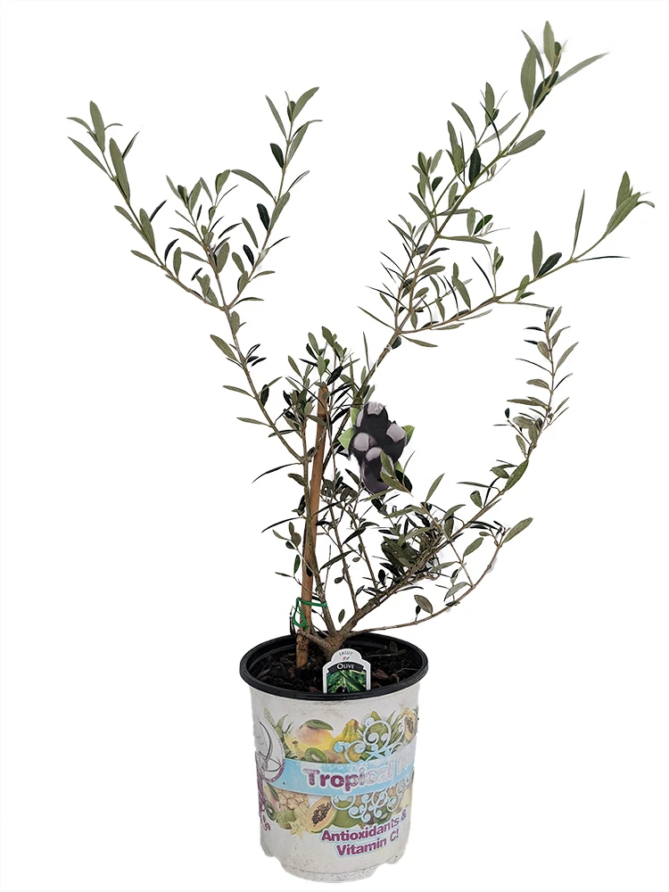 Arbequina Large Olive Tree - Tree Of Peace - Olea - 6" Pot - Image 2