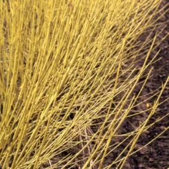 Arctic Fire® Yellow - Cornus Sericea - Redtwig Dogwood - Proven Winners - 4" Pot