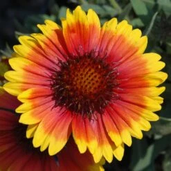 Arizona Sun Blanket Flower Perennial - Gaillardia - Hardy - Quart Pot