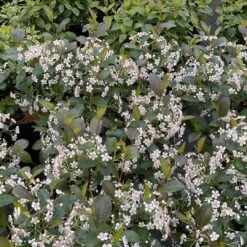 Low Scape Snowfire⢠Chokeberry - 4" Pot - Aronia - Proven Winners