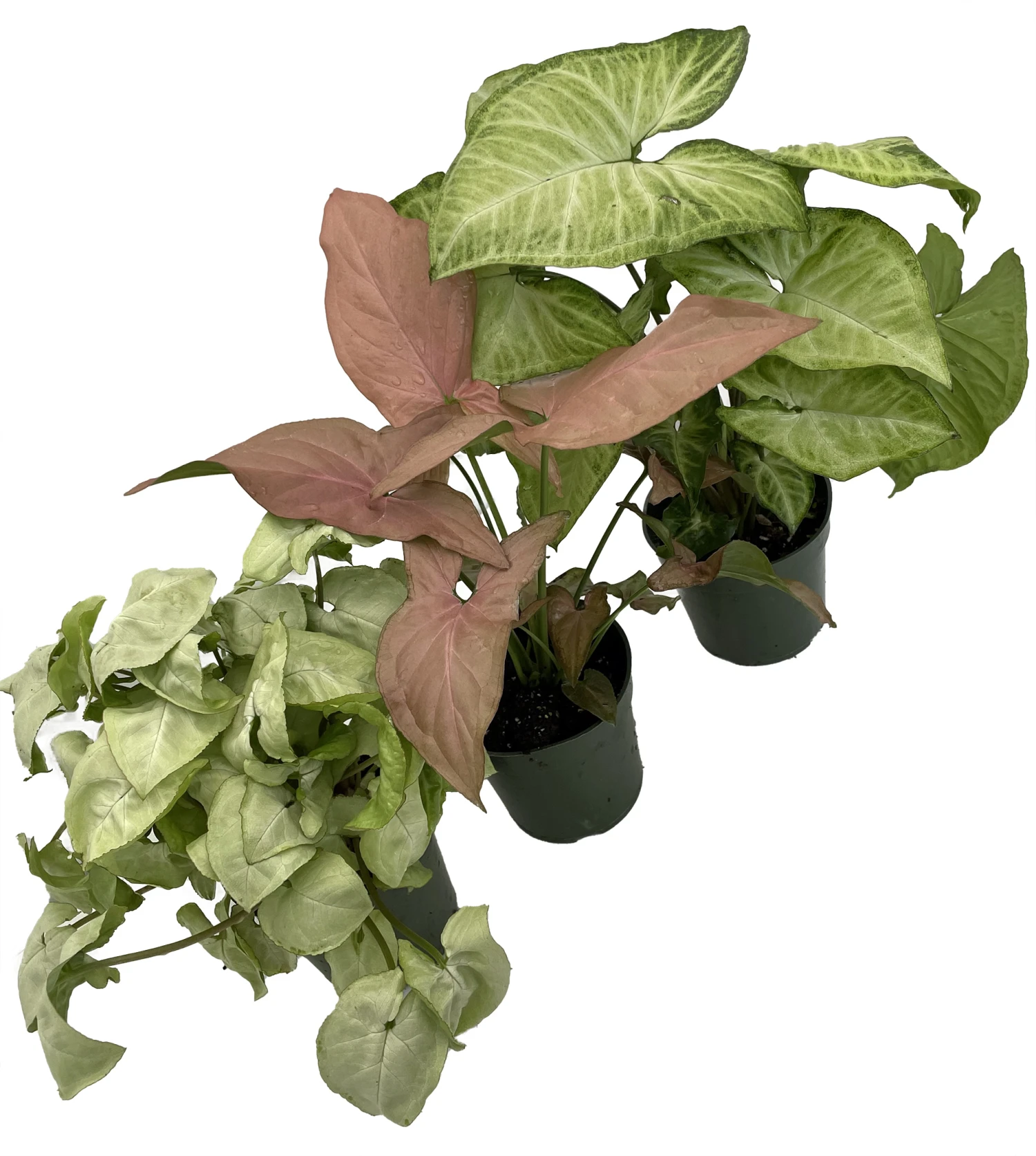 Arrowhead Assortment - 3 Pack In 4" Pots - Image 2