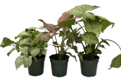 Arrowhead Assortment - 3 Pack In 4" Pots