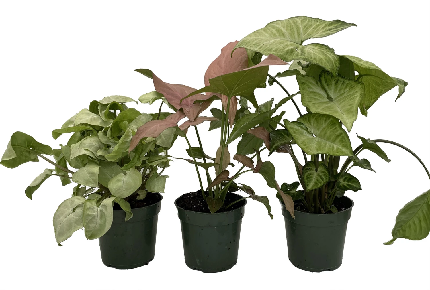 Arrowhead Assortment - 3 Pack In 4" Pots