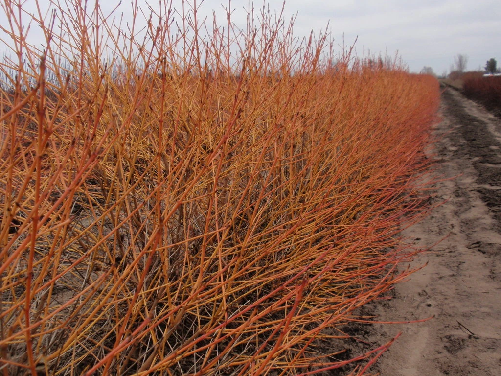 Arctic SunĀ® Cornus Sanguinea - Cato - Red Twig Dogwood- 4" Pot - Proven Winners - Image 2
