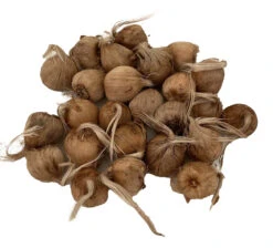 Saffron Crocus 25 Bulbs + Saffron Bulb Food - Crocus Sativus -Immediate Shipping