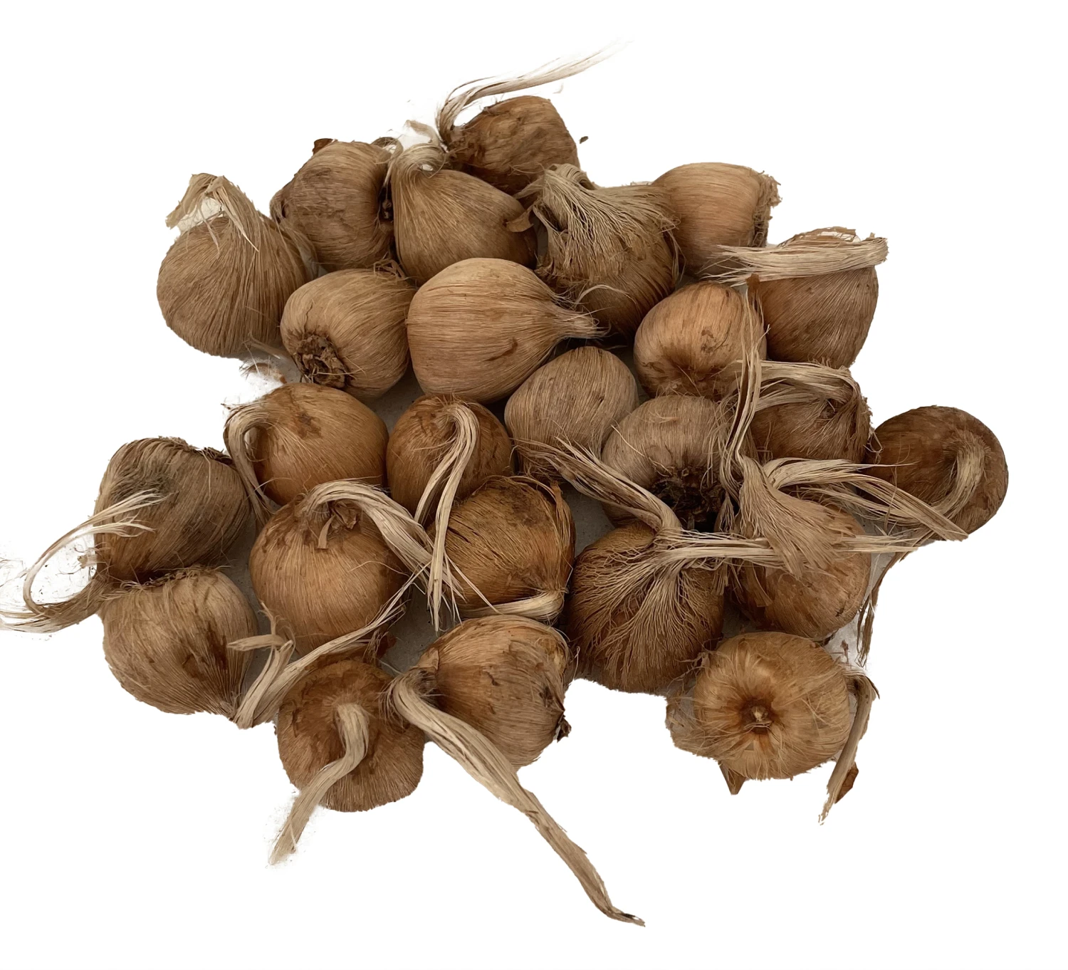 Saffron Crocus 25 Bulbs + Saffron Bulb Food - Crocus Sativus -Immediate Shipping