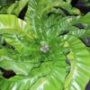 Hurricane Bird's Nest Fern - Asplenium Antiquum - 6" Pot