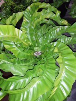 Hurricane Bird's Nest Fern - Asplenium Antiquum - 6" Pot