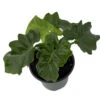 Super Dwarf Atom Philodendron - Easy House Plant - 4" Pot