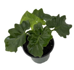 Super Dwarf Atom Philodendron - Easy House Plant - 4" Pot
