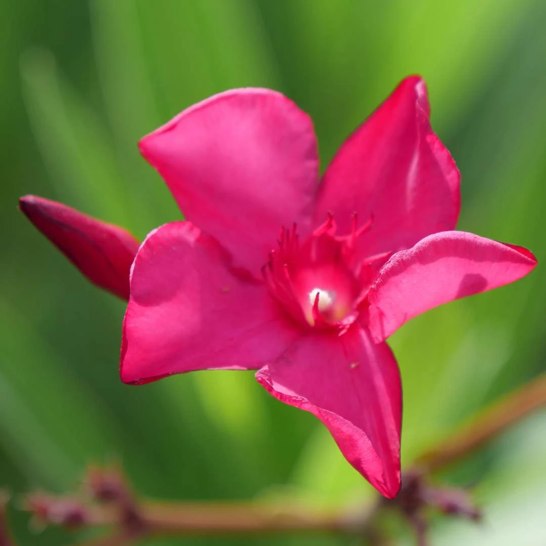 AUSTIN PRETTY LIMITS® - Nerium Oleander - Proven Winners - 4" Pot - Image 2
