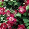 Avant-Garde Evipo033 Clematis Vine - Pink/Red/Pompom Centers - 2.5" Pot