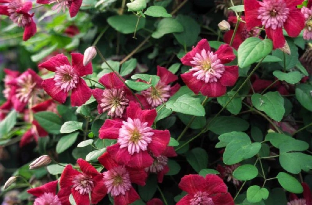 Avant-Garde Evipo033 Clematis Vine - Pink/Red/Pompom Centers - 2.5" Pot
