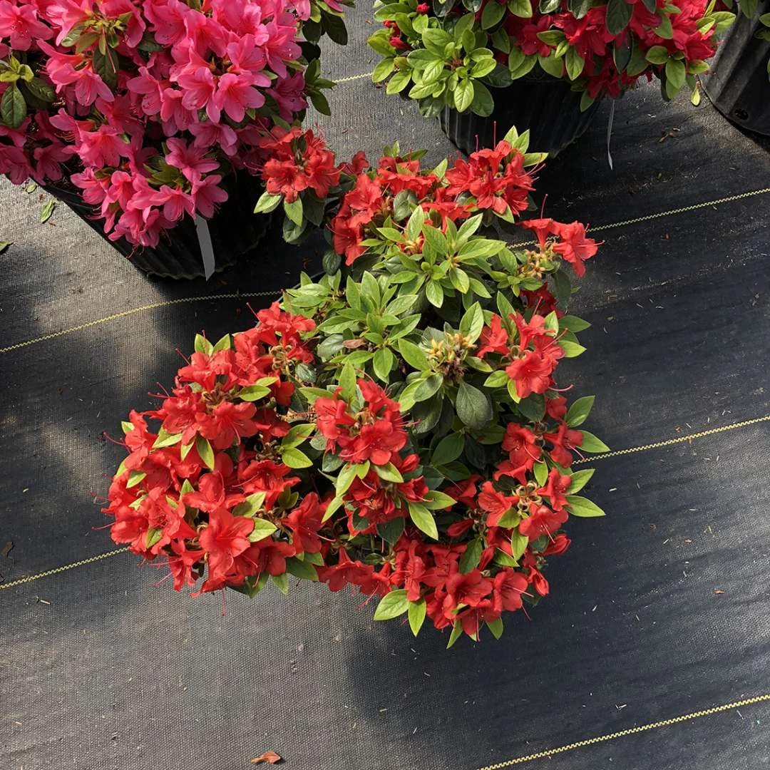 Perfecto Mundo® Orange Azalea - Reblooming - Proven Winners - 4" Pot - Image 2