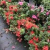 Perfecto Mundo® Orange Azalea - Reblooming - Proven Winners - 4" Pot