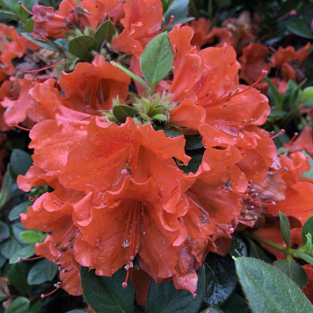 Perfecto Mundo® Orange Azalea - Reblooming - Proven Winners - 4" Pot - Image 3