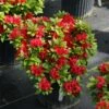 Perfecto Mundo® Red - Azalea- Reblooming - Proven Winners - 4" Pot