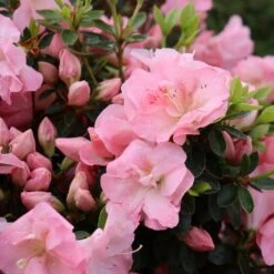 Perfecto Mundo Pink Carpet⢠Reblooming Azalea - Rhododendron - 4" Pot
