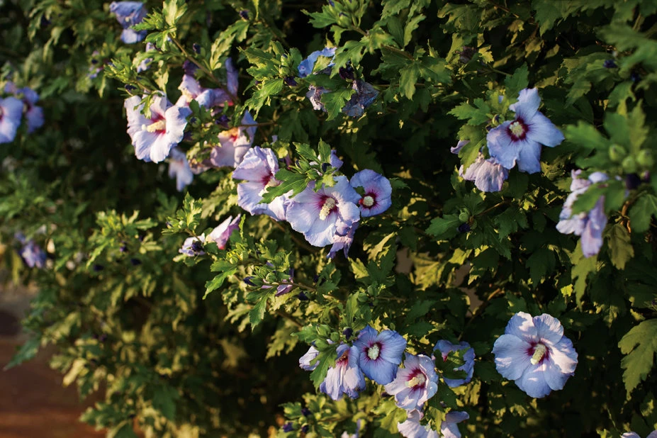 Azurri Blue Satin® Rose Of Sharon - Hibiscus - 4" Pot - Proven Winners - Image 2
