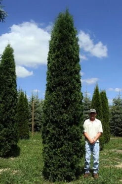 FULL SPEED A HEDGE® THIN MAN® Arborvitae - 4" Pot - Thuja Occidentalis