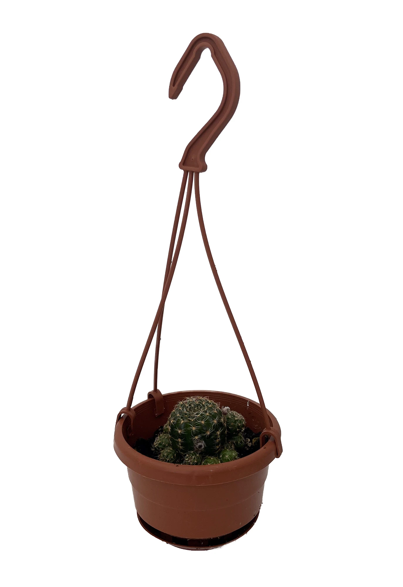 Ball Cactus - 4" Mini Hanging Basket - Easy House Plant - Image 2