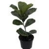 Bambino Dwarf Fiddleleaf Fig Tree - Ficus - 6" Pot - Great Indoor Tree
