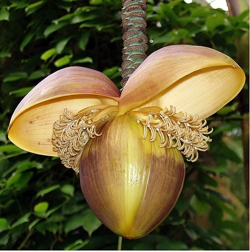 Ohio Grown Winter Hardy Basjoo Banana Plants - Musa - 2 Pack 2.5" Pots - Image 6