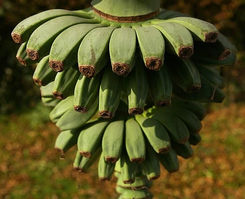 Ohio Grown Winter Hardy Basjoo Banana Plants - Musa - 2 Pack 2.5" Pots - Image 4