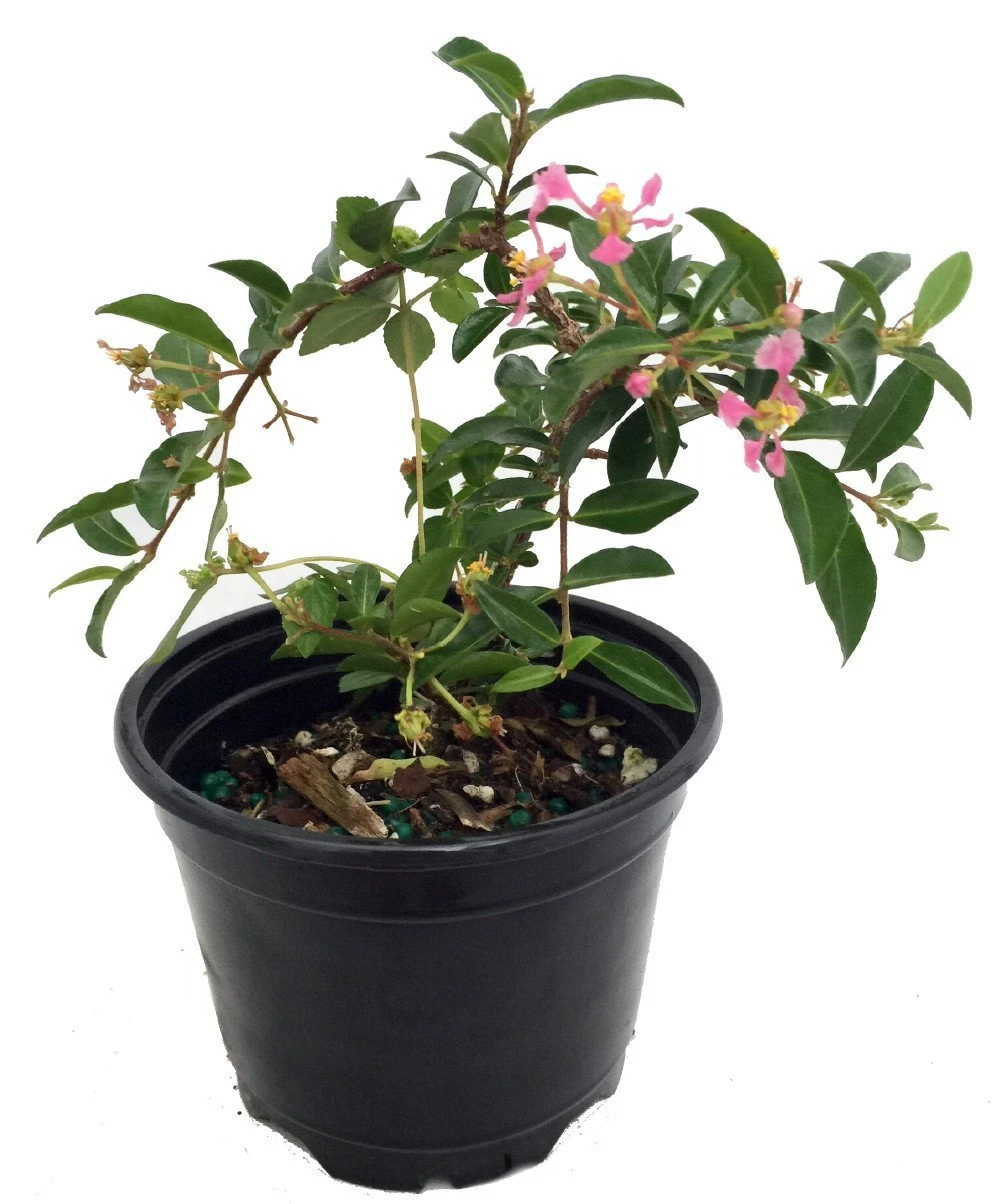 Barbados Cherry Plant - Malpighia Punicfolia - Acerola - Indoors/Out - 6" Pot - Image 3