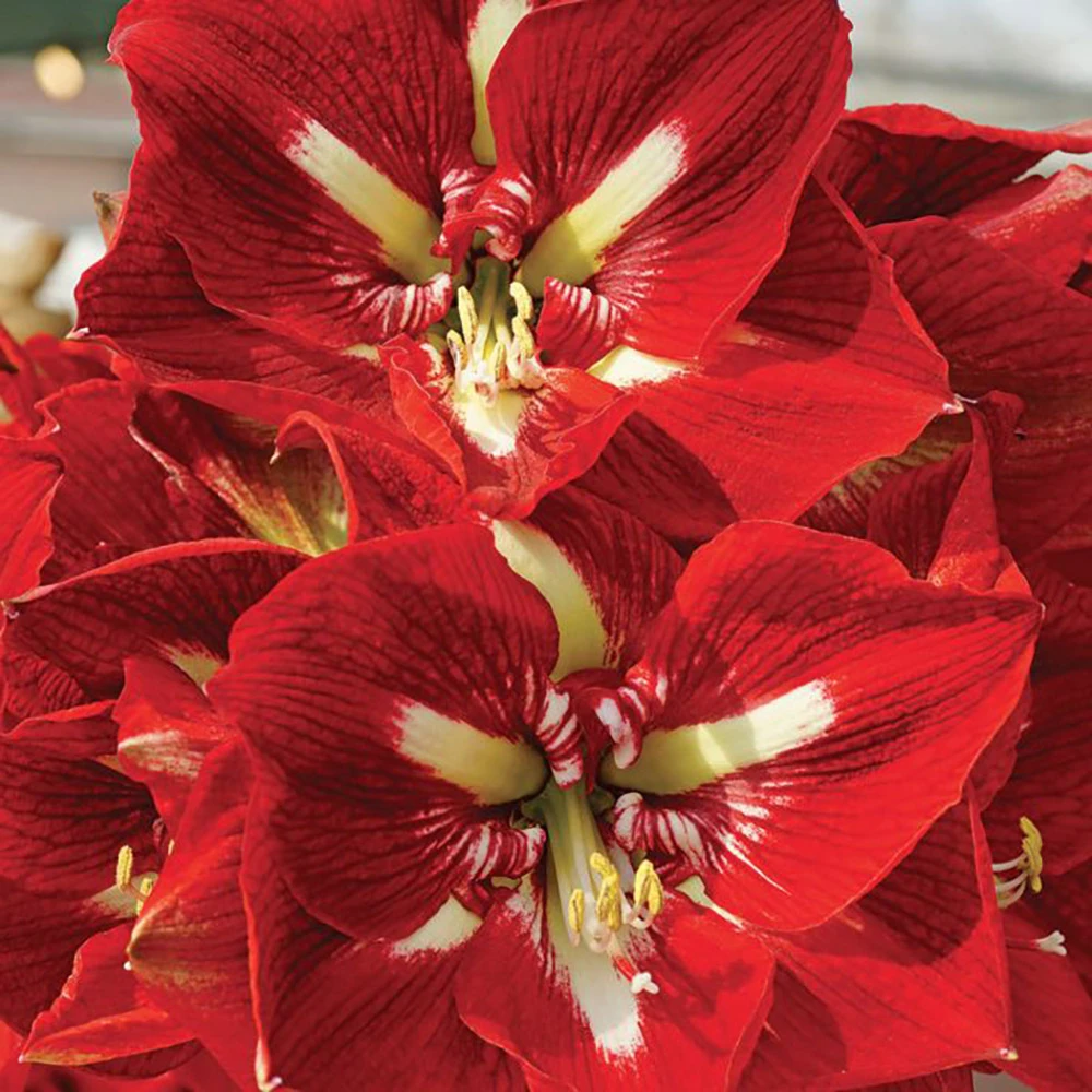 Barbados Giant Dutch Amaryllis - 32/34cm Bulb
