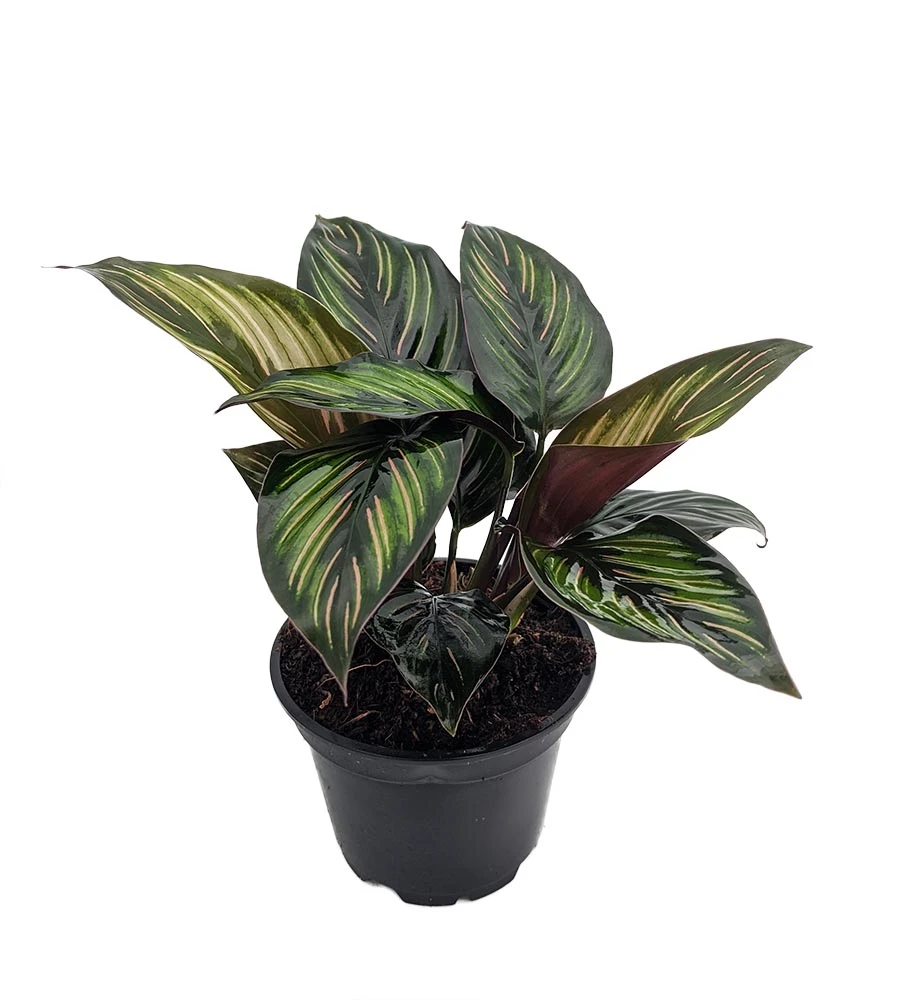 Beauty Star Peacock Plant - Calathea - Easy House Plant - 4" Pot