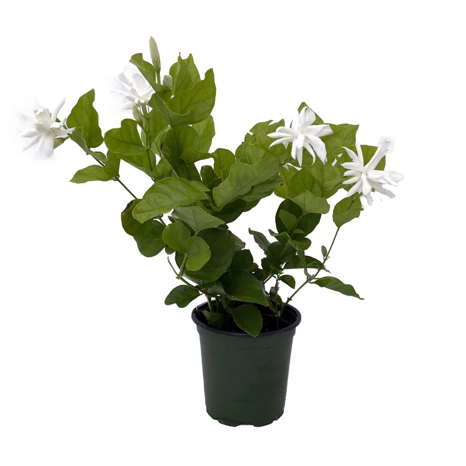 Belle Of India Arabian Tea Jasmine Plant - Sambac - 4" Pot - Image 2