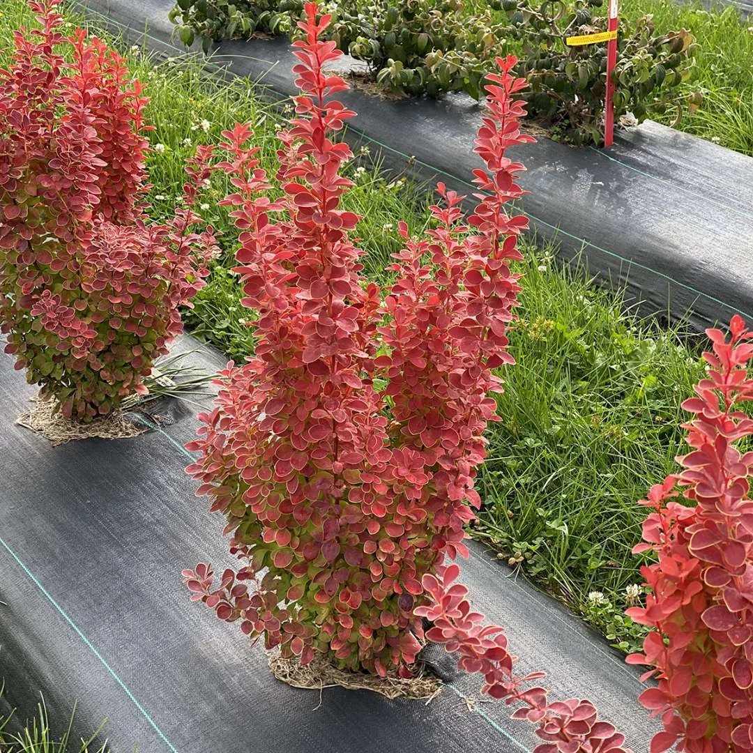 SUNJOY ORANGE PILLARâ„¢ - Barberry - Berberis- Proven Winners - 4" Pot - Image 2
