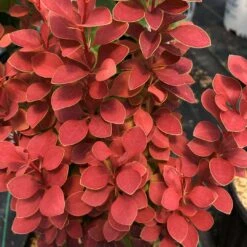SUNJOY ORANGE PILLAR™ - Barberry - Berberis- Proven Winners - 4" Pot