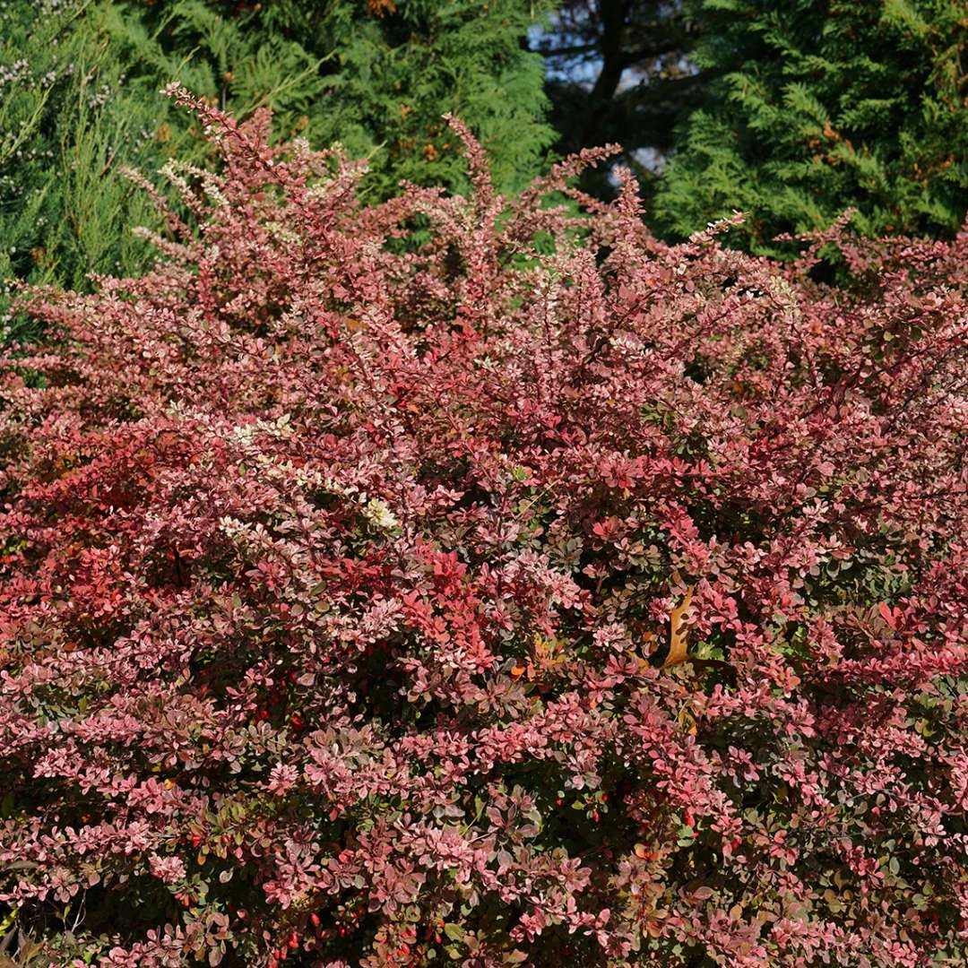 Sunjoy Sequins® Berberis Thunbergii PPAF - Proven Winners - 4" Pot - Image 3