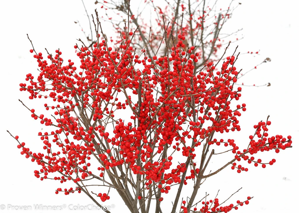 BERRY POPPINSĀ® Winterberry Holly - Ilex - Broadleaf Evergreen - 4" Pot