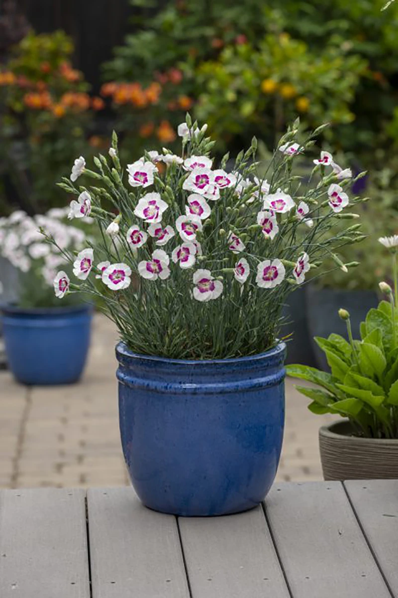 American Pie® Berry À La Mode Dianthus - Garden Pinks - Fragrant - Quart Pot - Image 2