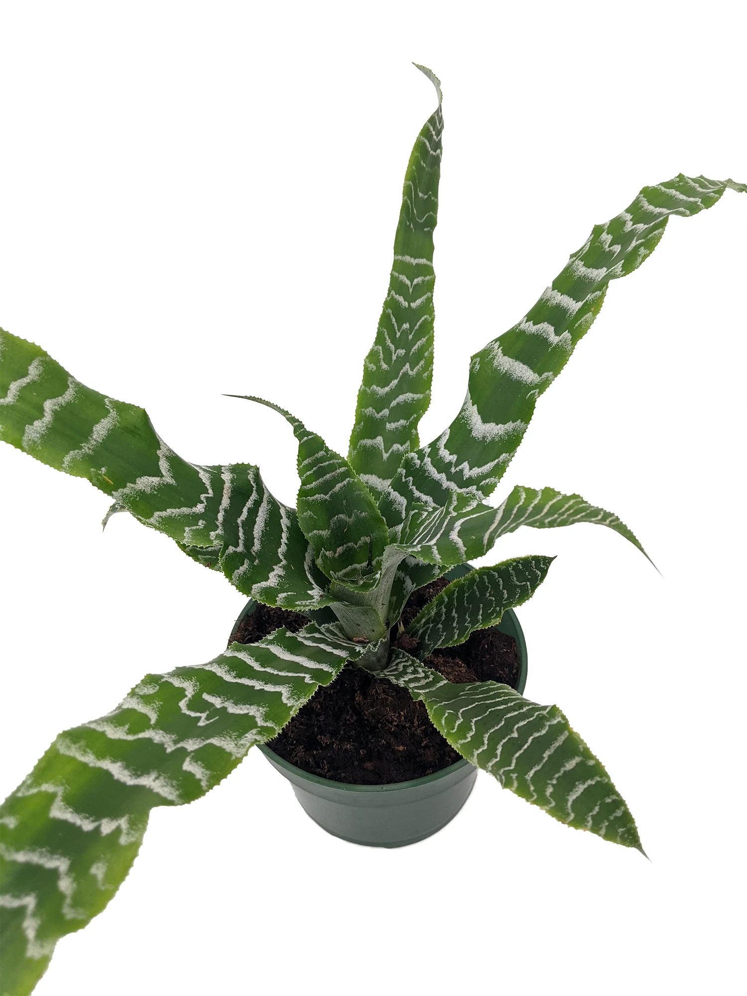 Betty Earth Star Plant - Cryptanthus - Easy To Grow - 5" Pot