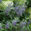 Beyond Midnight® Bluebeard - 4" Pot - Caryopteris - Proven Winners