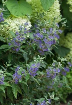 Beyond Midnight® Bluebeard - 4" Pot - Caryopteris - Proven Winners