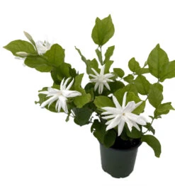 Belle Of India Arabian Tea Jasmine Plant - Sambac - 4" Pot