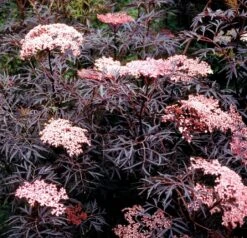 Black Lace® Elderberry - Sambucus - Hardy! - Proven Winners - 4" Pot