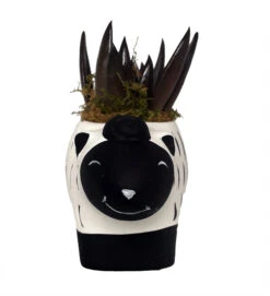 Baa Baa Black Sheep Planter With Black Knight Succulent Plant- 3" X 6.5" X 3.25"