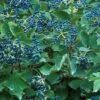 Blue Muffin® Arrowwood Viburnum Shrub - Hardy/Showy - Proven Winners - 4" Pot