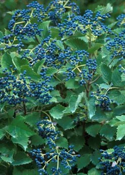 Blue Muffin® Arrowwood Viburnum Shrub - Hardy/Showy - Proven Winners - 4" Pot