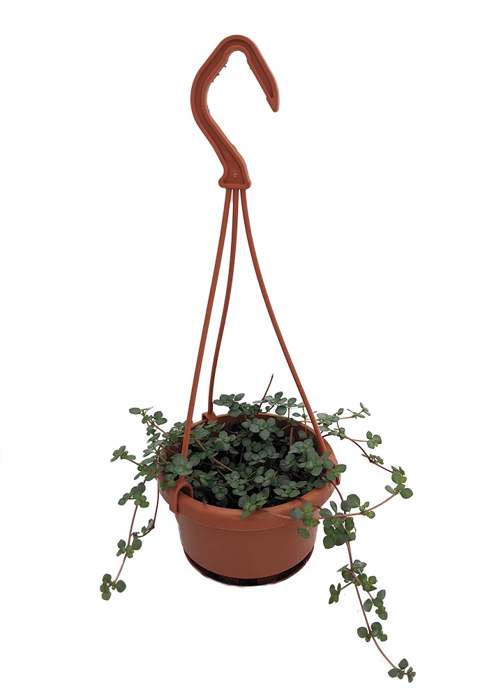 Blue Baby Tears - Pilea Glauca - 4" Mini Hanging Basket